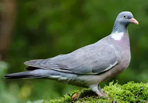 Многие охотники не воспринимают диких лесных голубей как полноценную дичь. фото